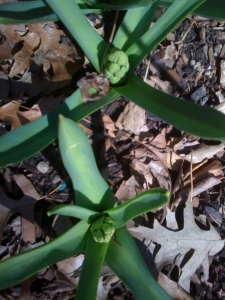 Budding Hyacinth in our building's park.